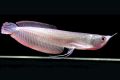 Osteoglossum bicirrhosum